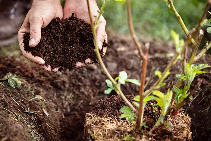 How Long Does Mulch Last in Burbank, CA