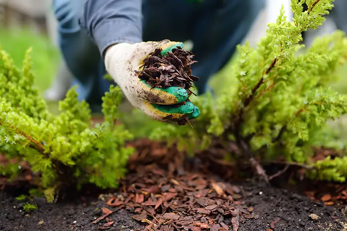 How Long Does Mulch Last in Burbank, CA