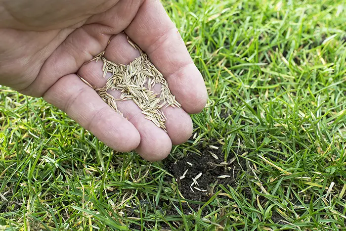 How Often Should You Fertilize Your Lawn in Burbank, CA