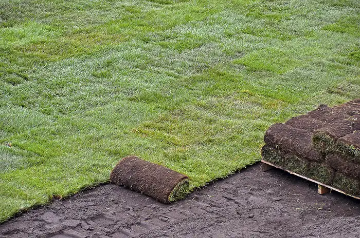 How to Lay Sod Over Existing Lawn in Burbank, CA