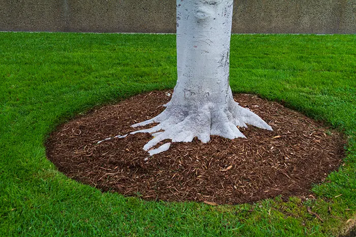 Mulching in Burbank, CA